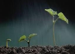 stages of growth.jpg